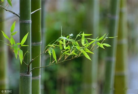 種竹子盆栽|如何种植竹子